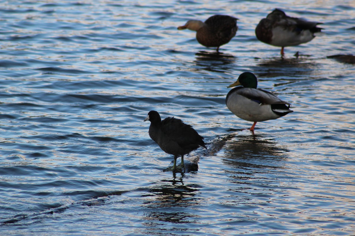 American Coot - ML642359308