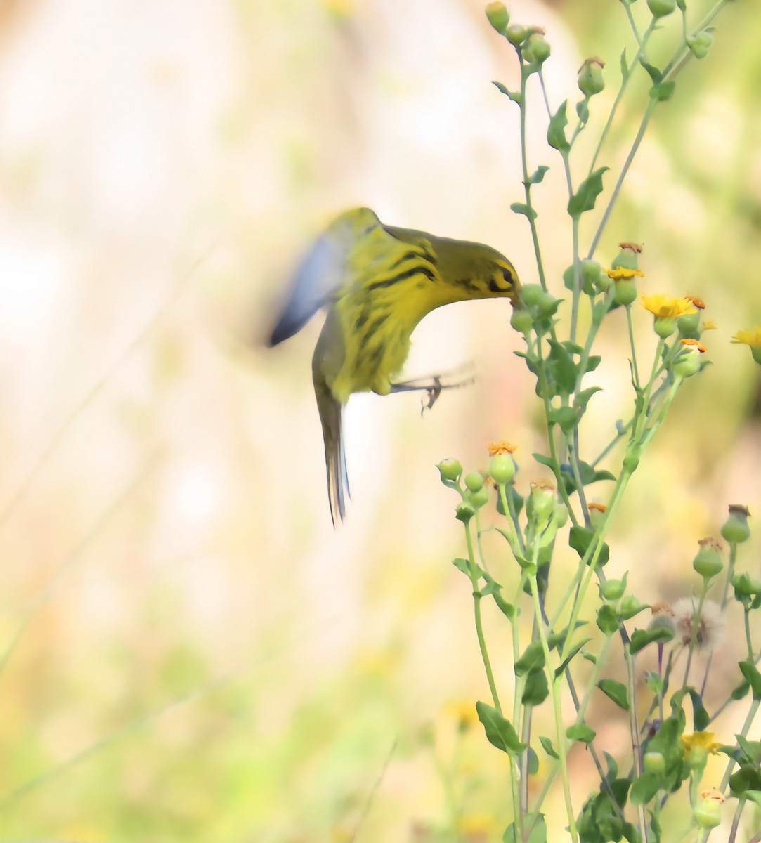 Prairie Warbler - ML642359309