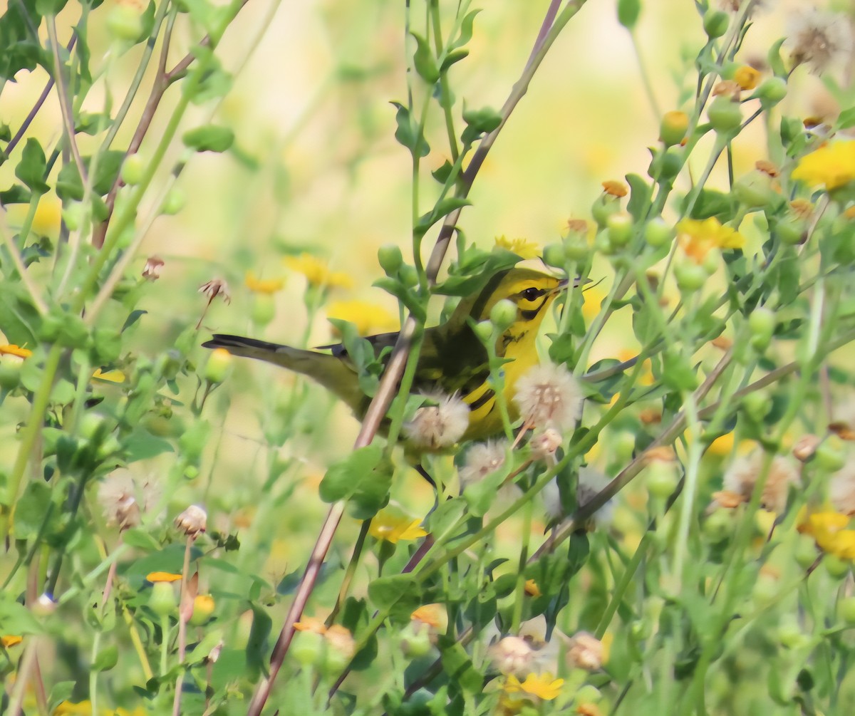 Prairie Warbler - ML642359310