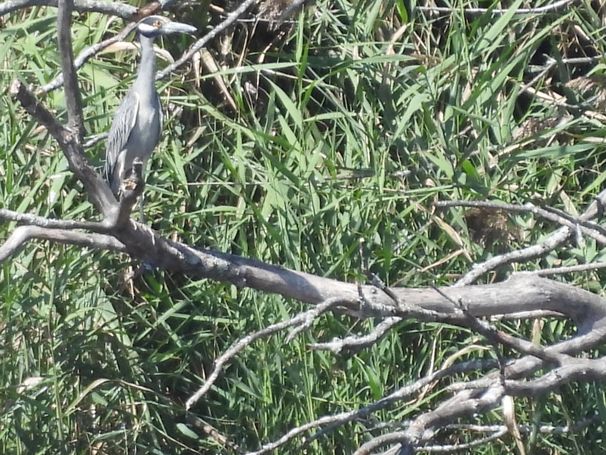 Yellow-crowned Night Heron - ML642359314