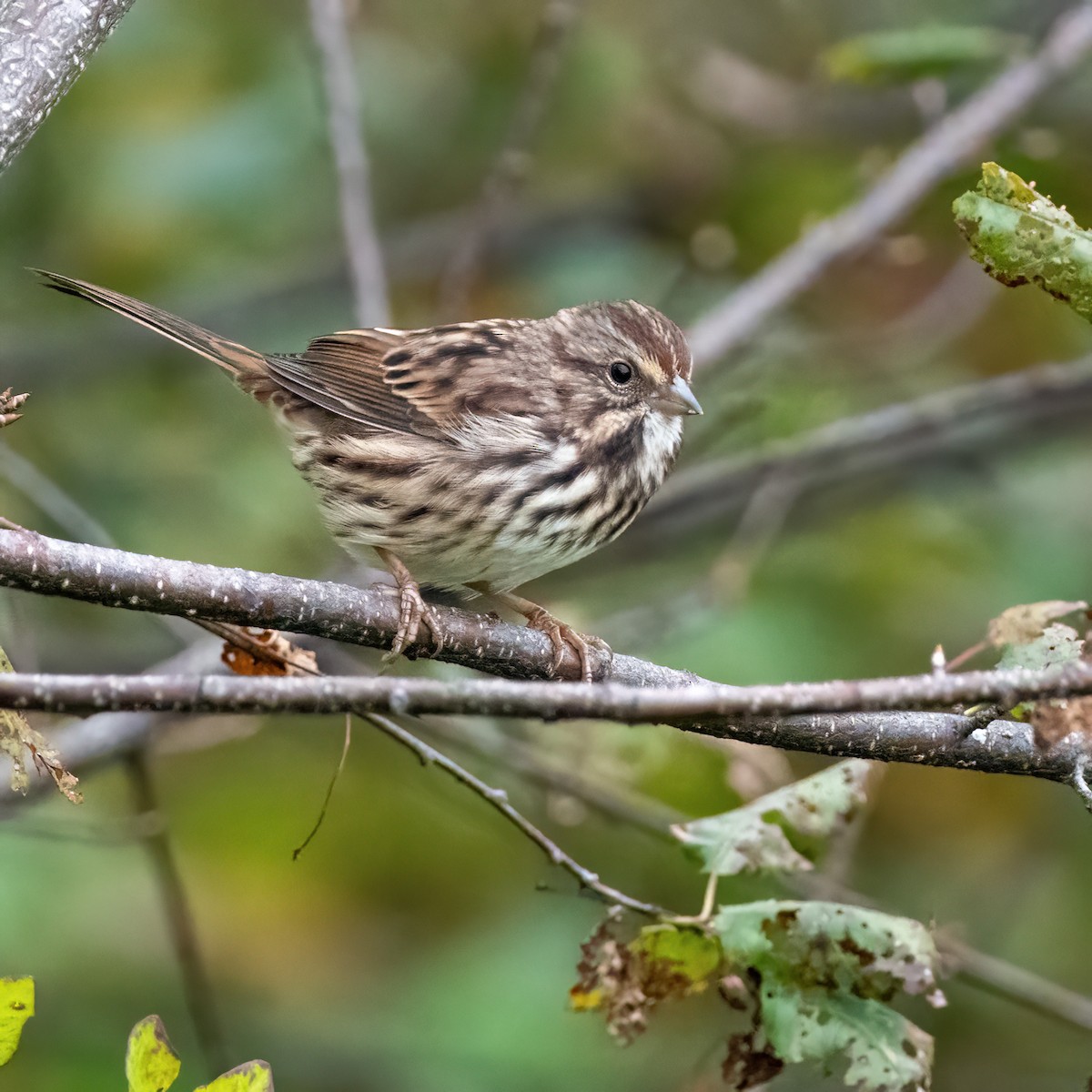 Song Sparrow - ML642359321