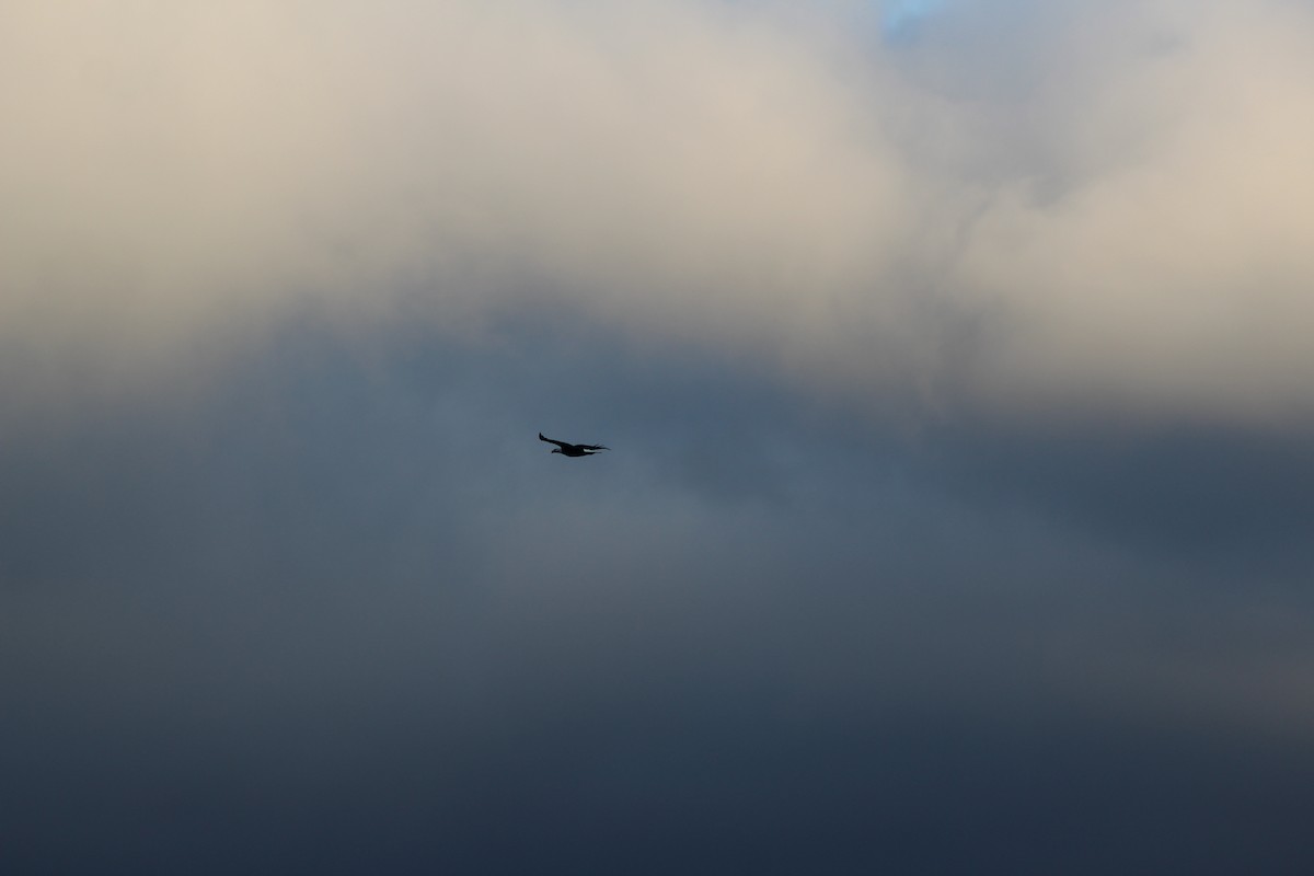 Bald Eagle - ML642359323