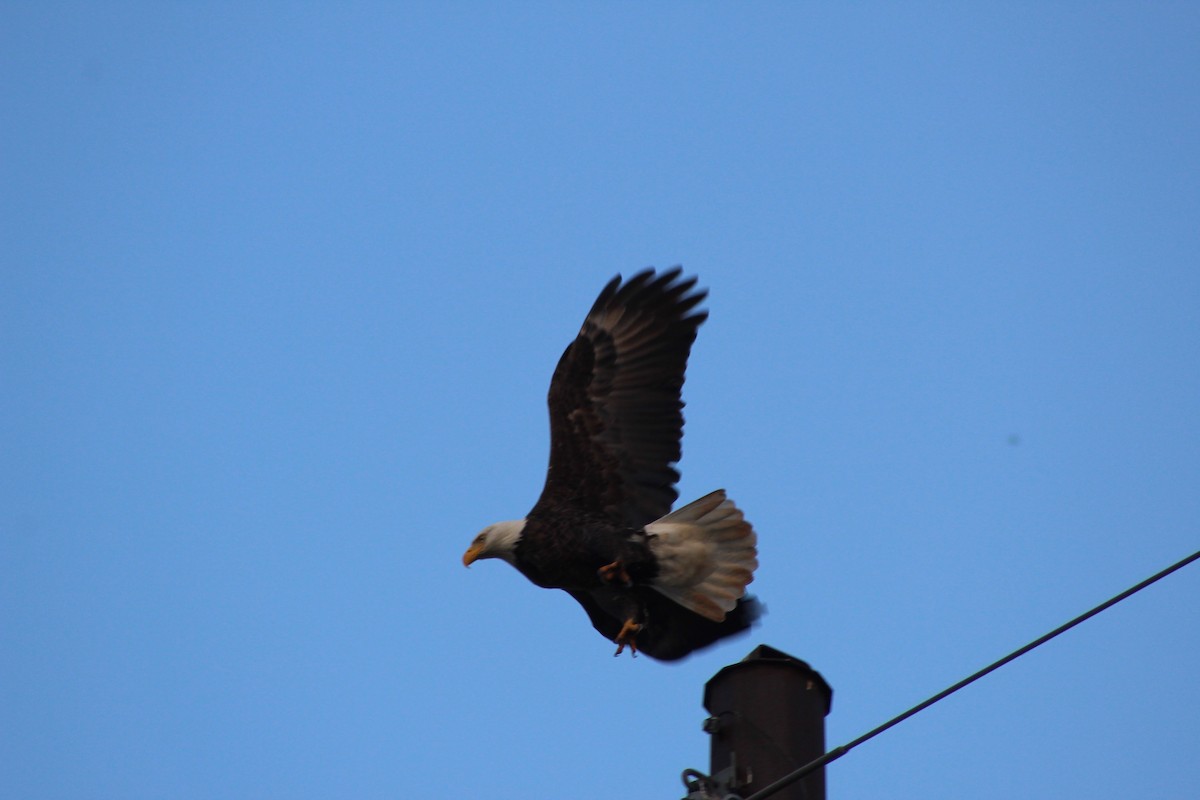 Bald Eagle - ML642359324