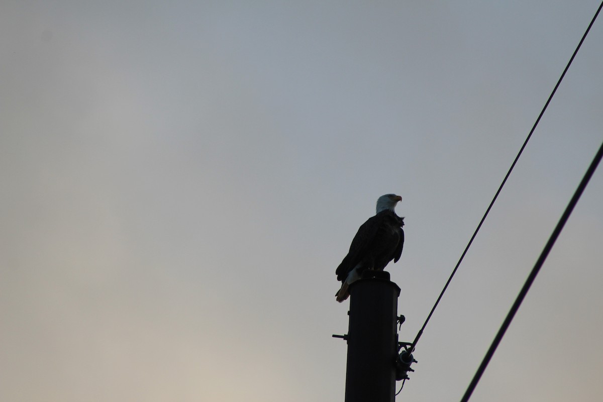 Bald Eagle - ML642359325