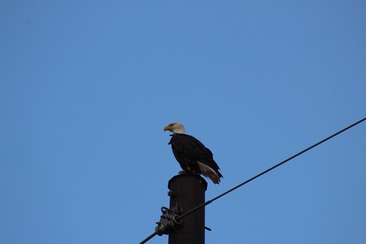 Bald Eagle - ML642359326
