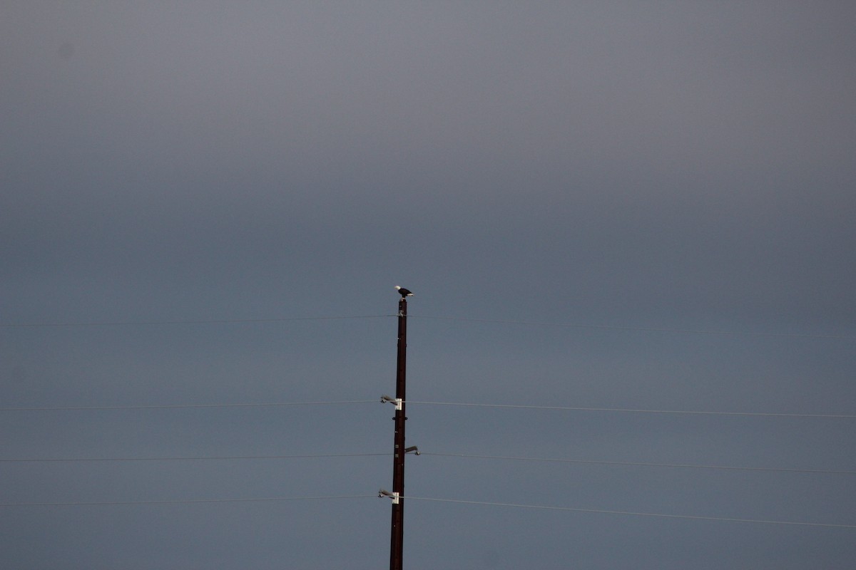 Bald Eagle - ML642359327