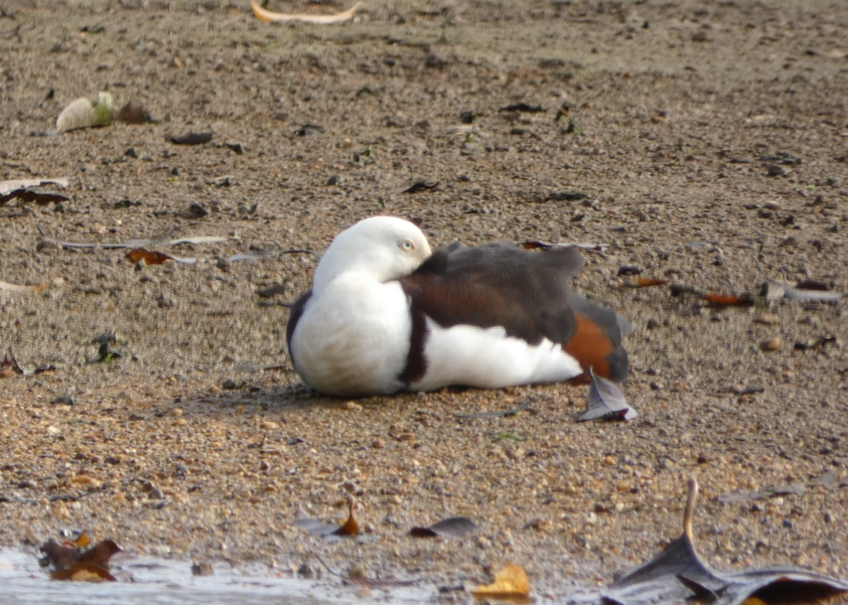 Radjah Shelduck - ML642359339