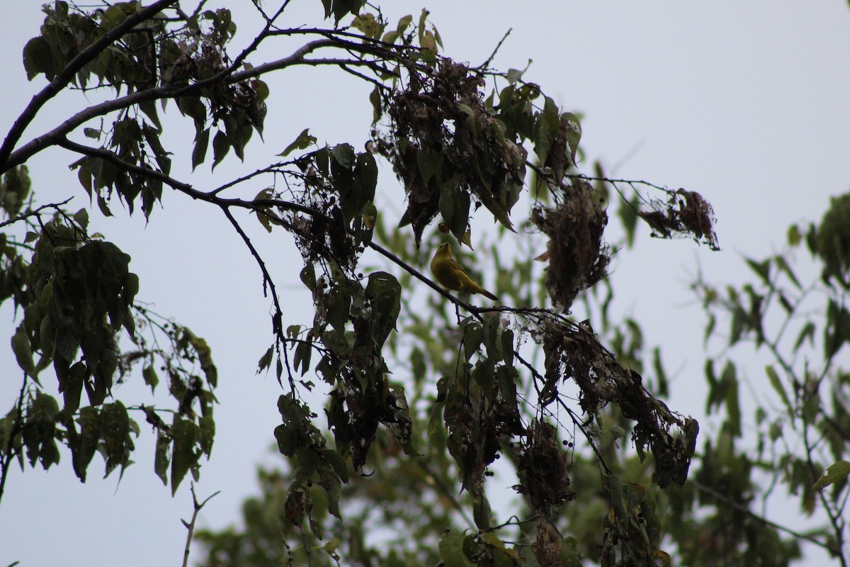 Yellow Warbler - ML642359340