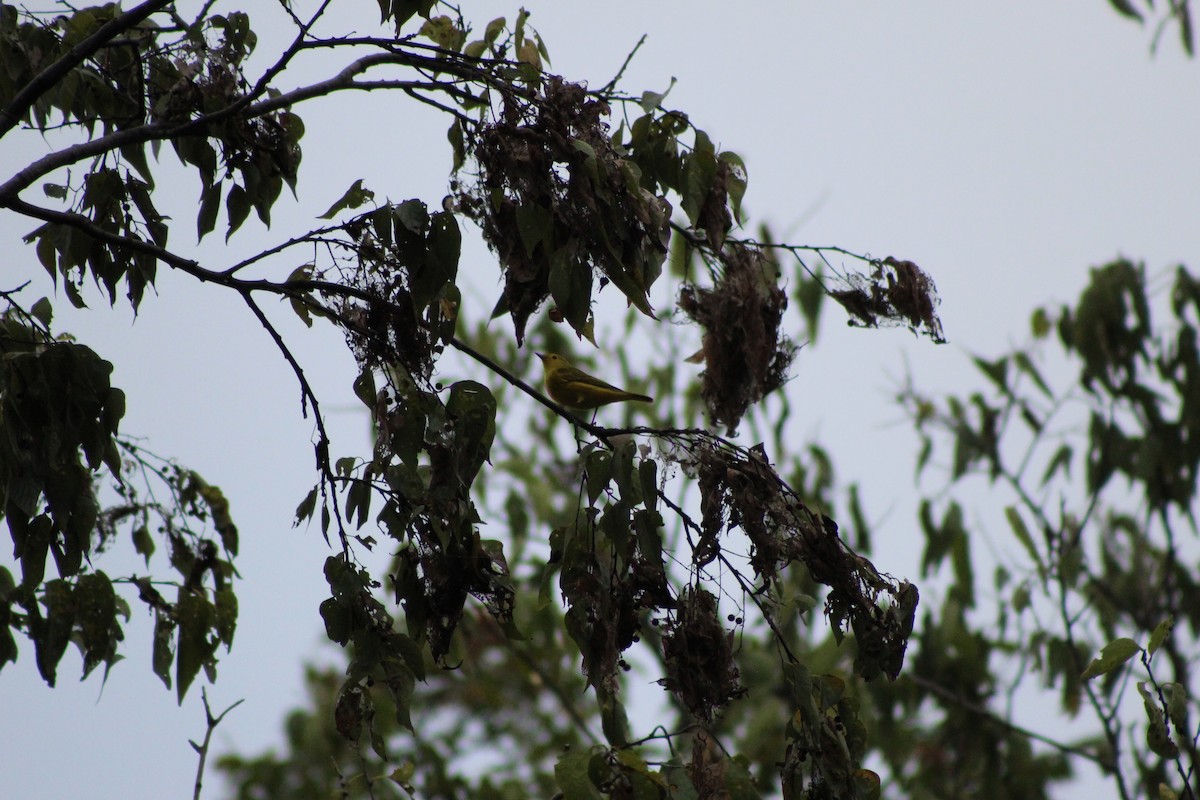 Yellow Warbler - ML642359341