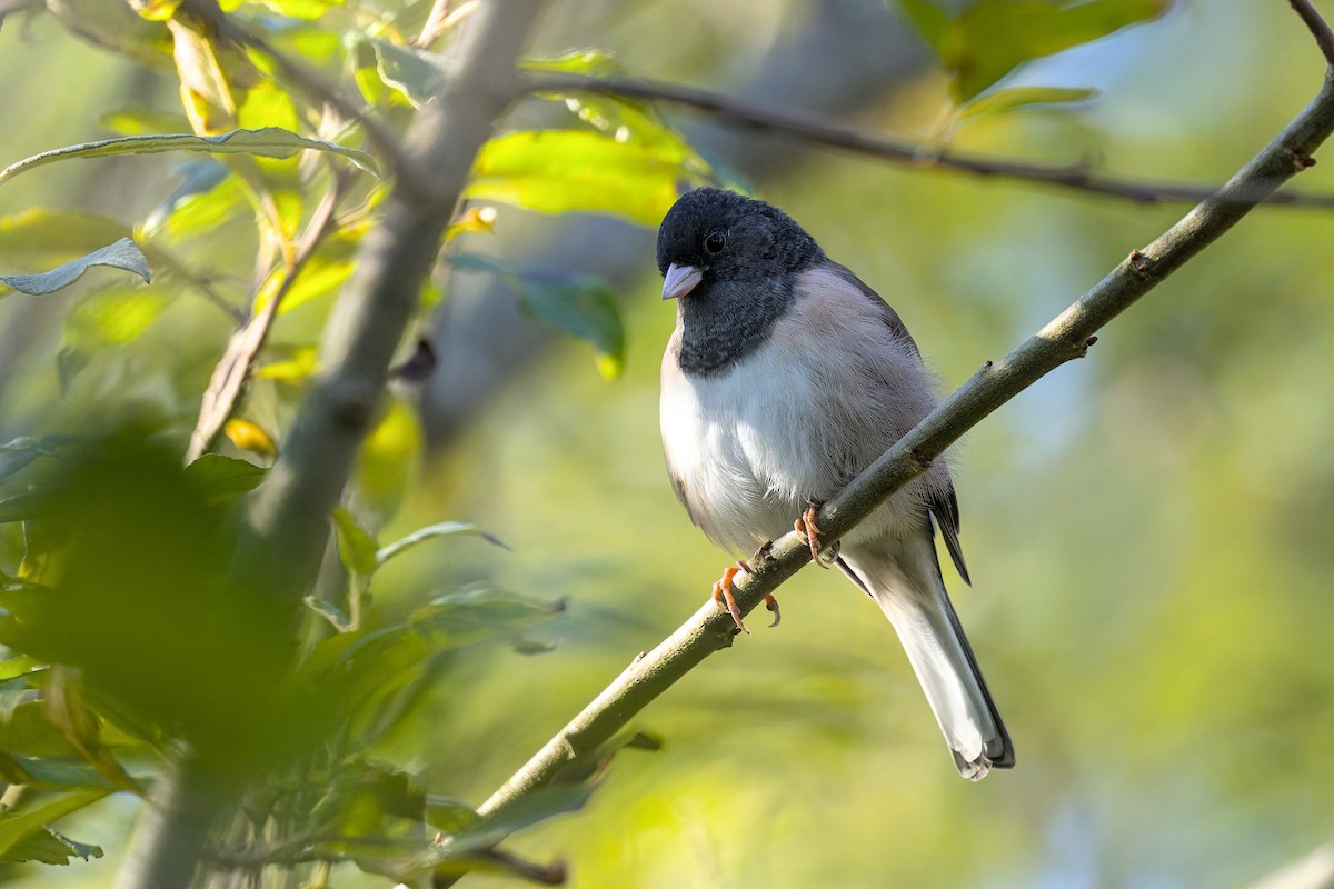 Dark-eyed Junco (Oregon) - ML642359343