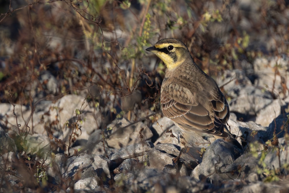 Horned Lark - ML642359345