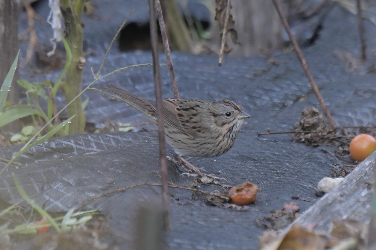 strnadec pruhohlavý - ML642359346