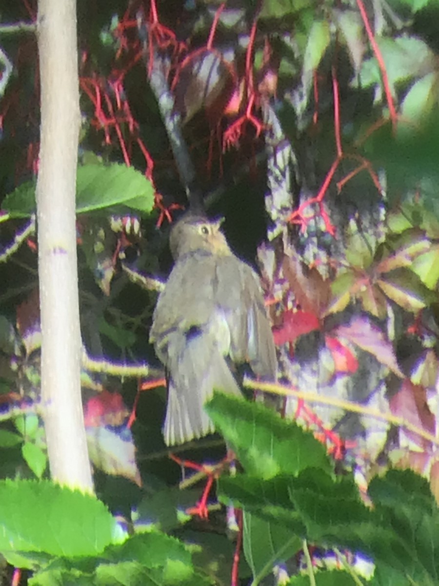 Swainson's Thrush - ML642359352