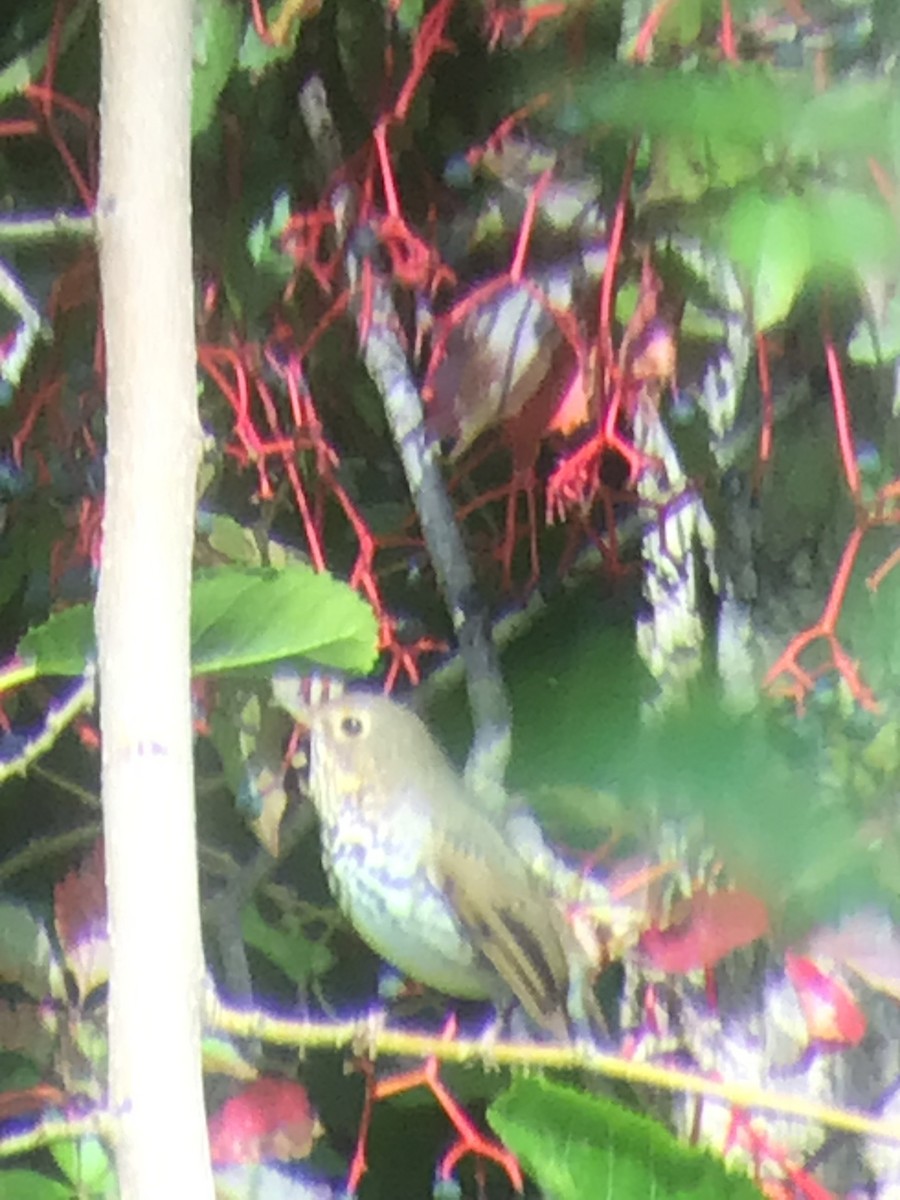 Swainson's Thrush - ML642359353
