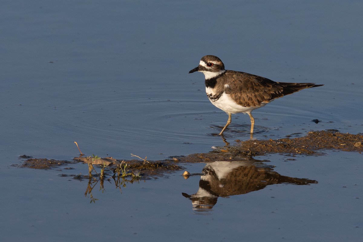 Killdeer - ML642359363
