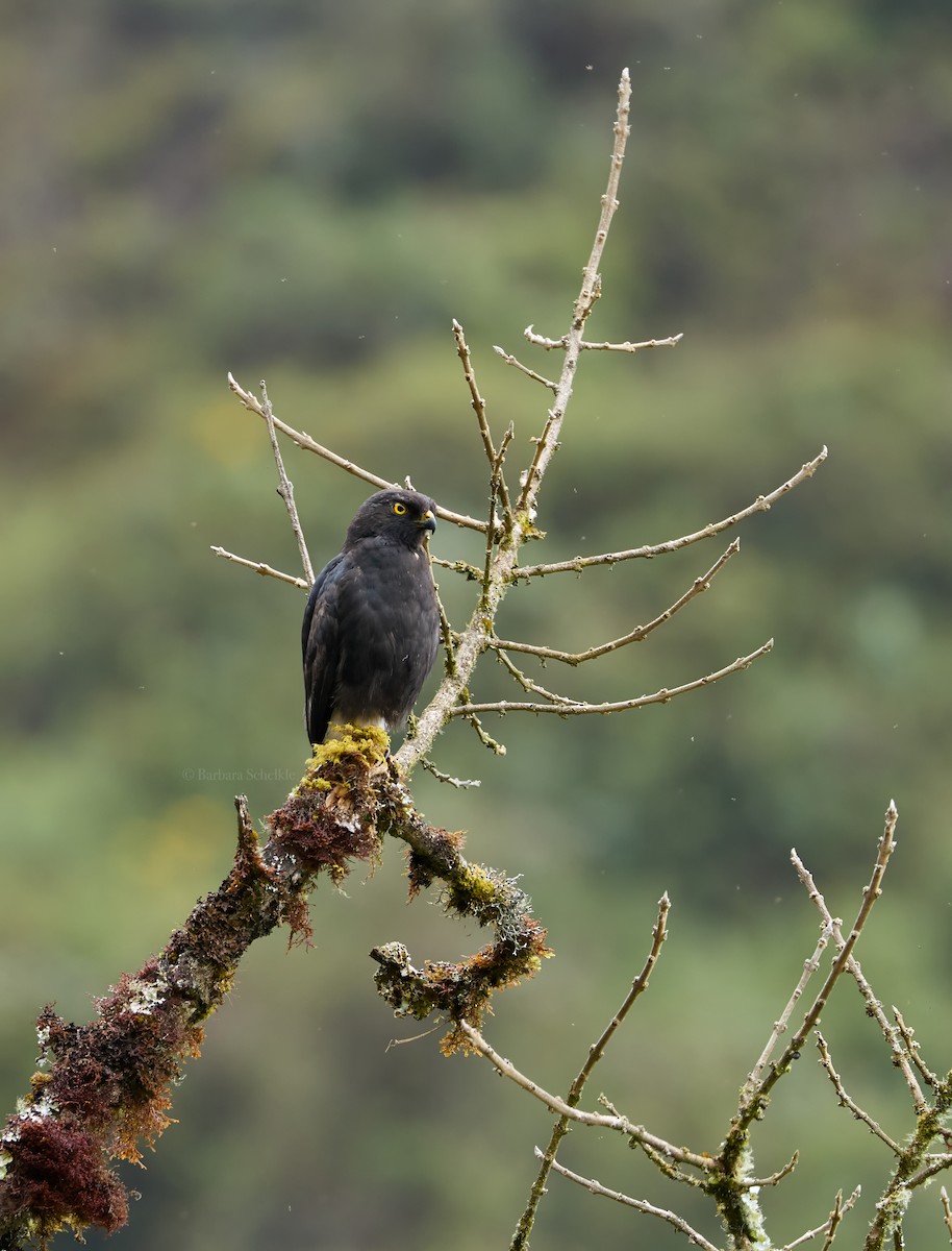 White-rumped Hawk - ML642359366