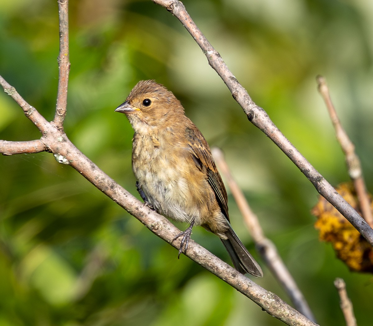 Indigo Bunting - ML642359391