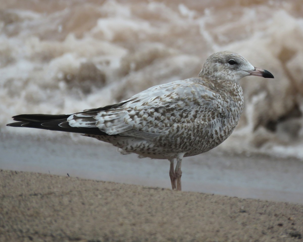 Ring-billed Gull - ML642359395