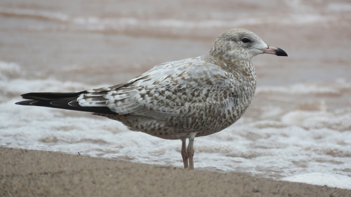 Ring-billed Gull - ML642359396