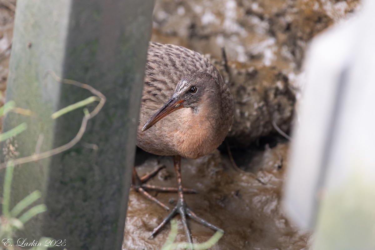 Ridgway's Rail - ML642359398