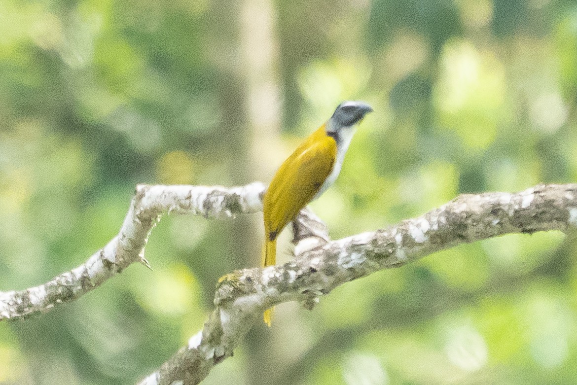 Black-headed Saltator - ML642359399