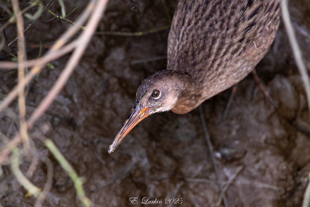 Ridgway's Rail - ML642359402