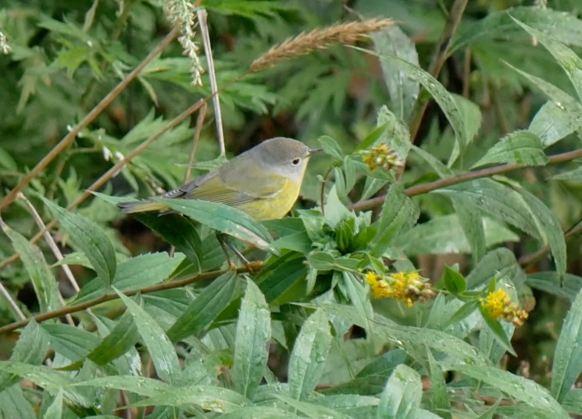 Nashville Warbler - ML642359409