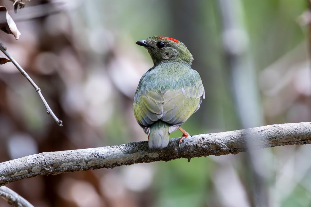 Blue-backed Manakin - ML642359411