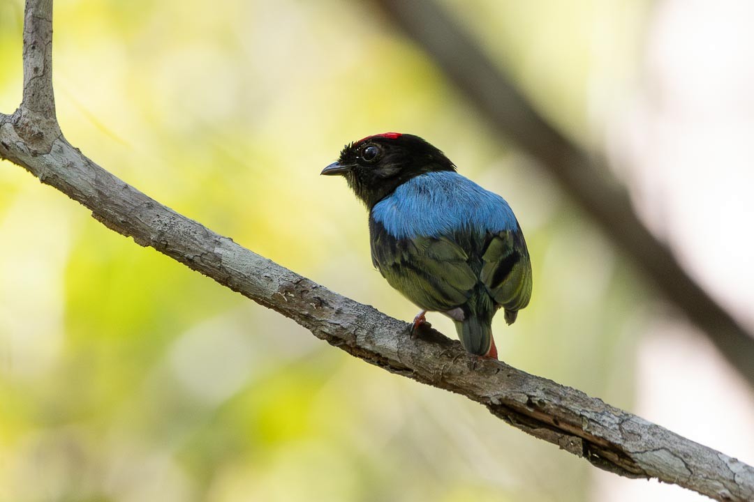 Blue-backed Manakin - ML642359412