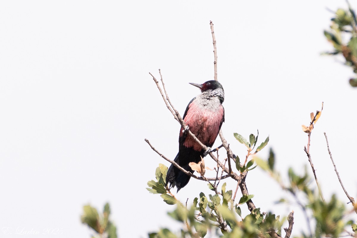 Lewis's Woodpecker - ML642359424