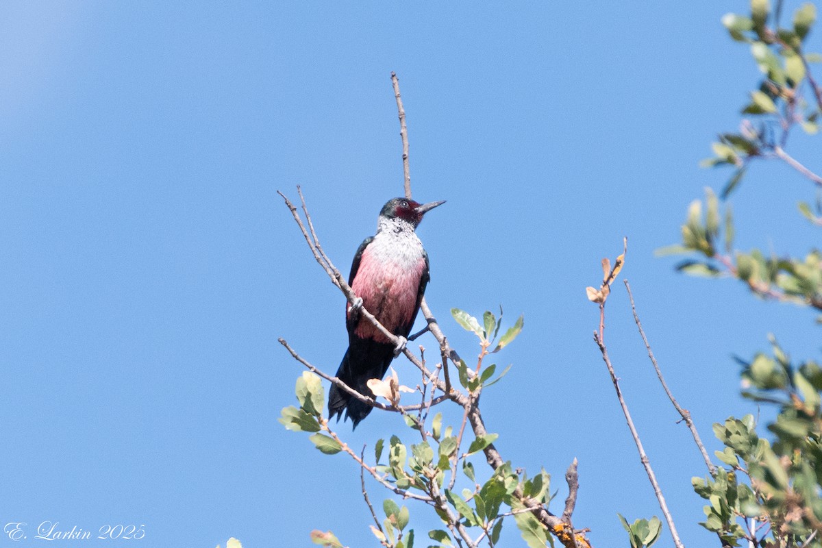 Lewis's Woodpecker - ML642359425