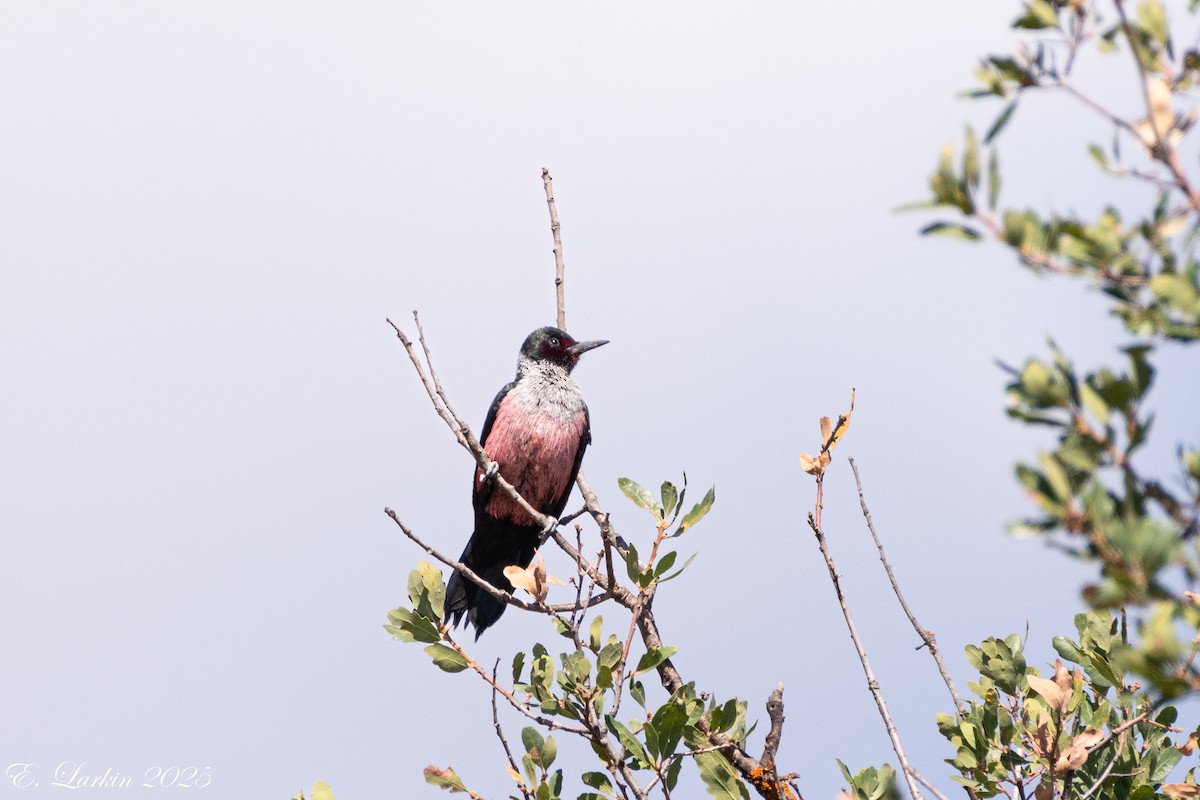 Lewis's Woodpecker - ML642359426
