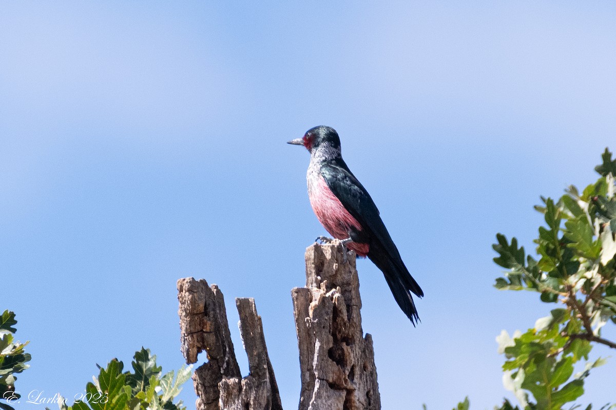 Lewis's Woodpecker - ML642359427