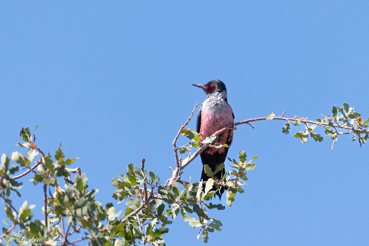 Lewis's Woodpecker - ML642359429