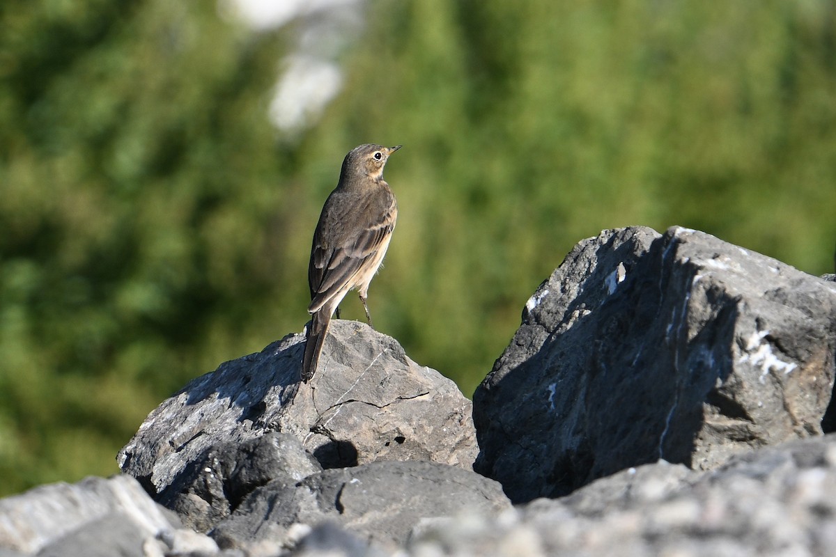 American Pipit - ML642359435