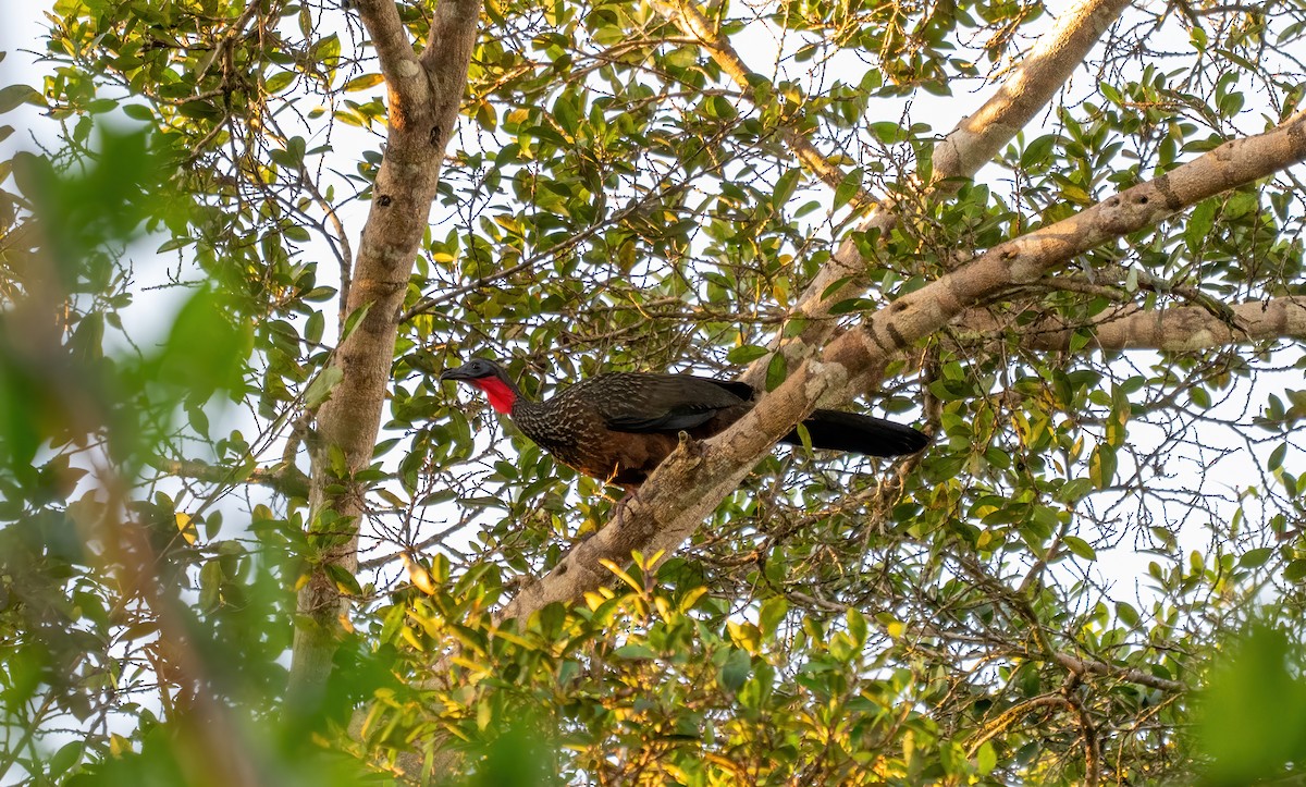Spix's Guan - ML642359452