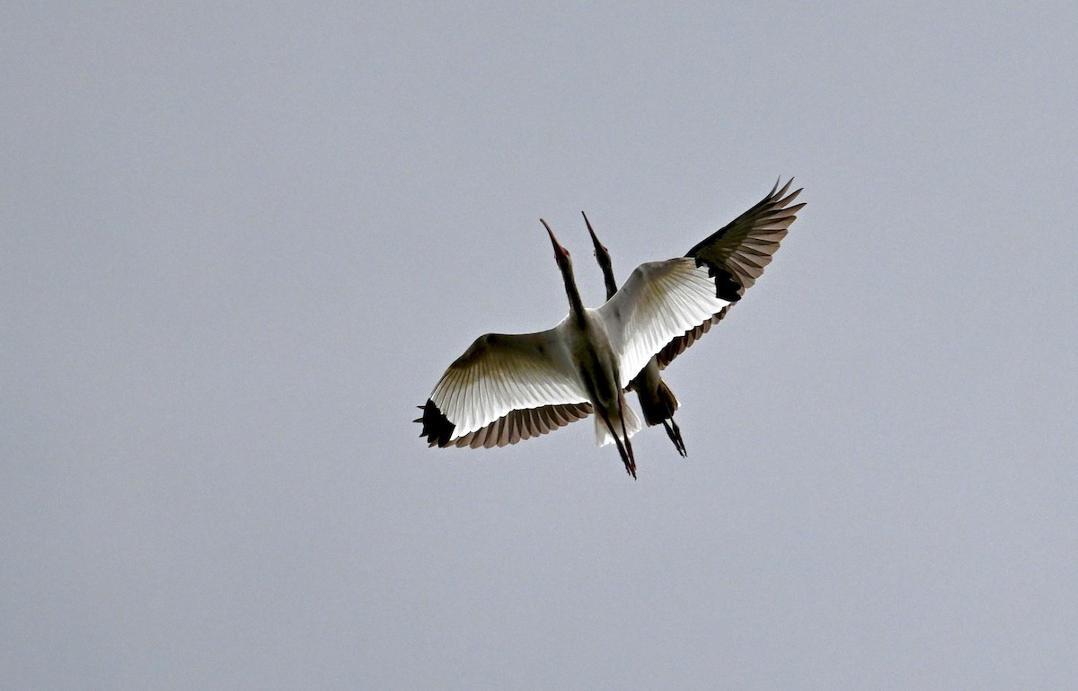 White Ibis - ML642359460