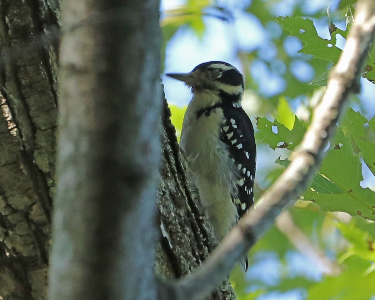 Hairy Woodpecker - ML642359462