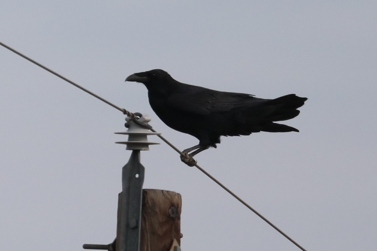 Chihuahuan Raven - ML642359472