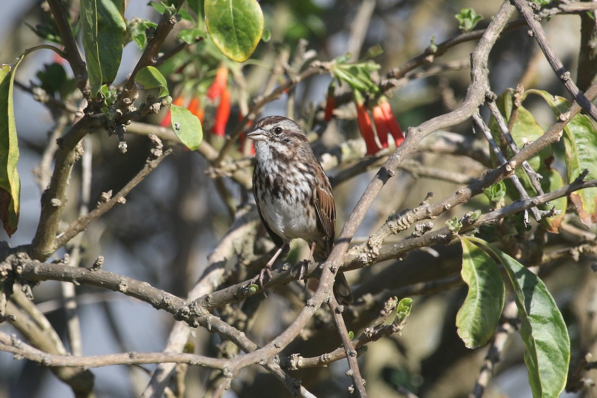 Song Sparrow - ML642359476