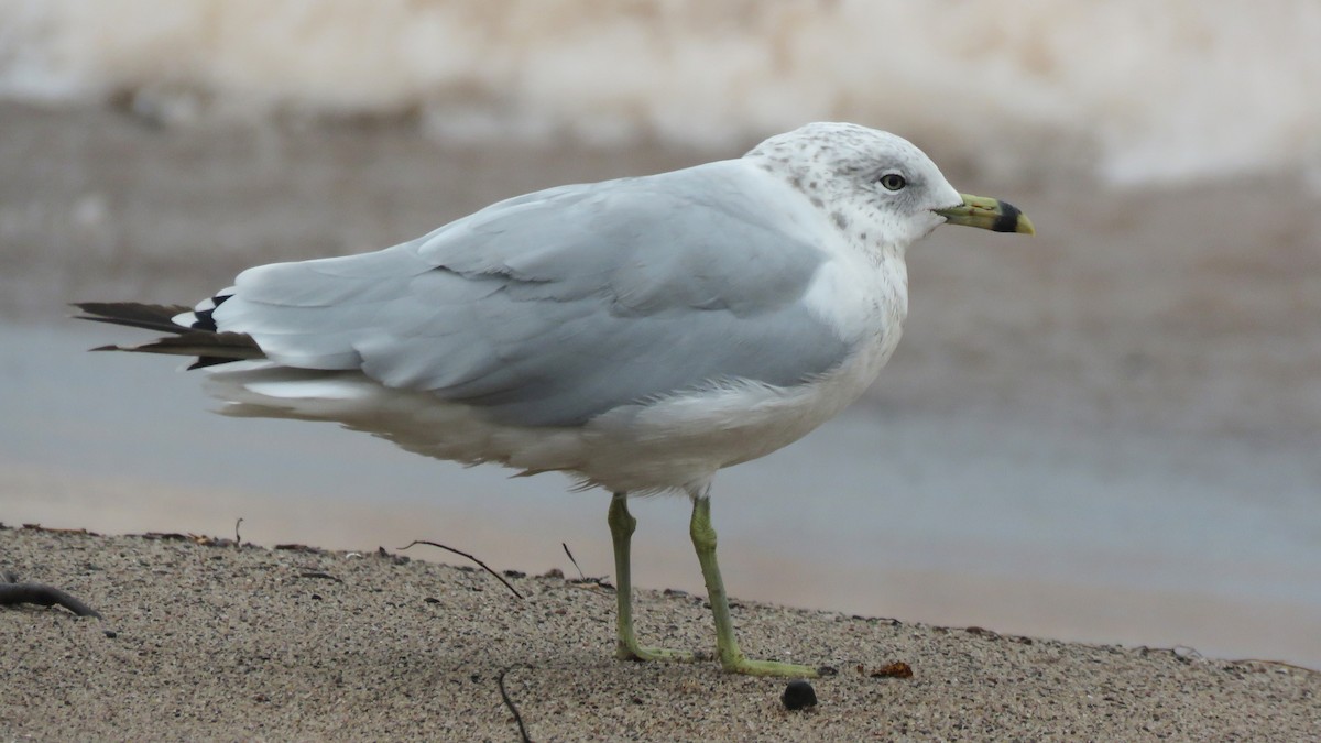 Ring-billed Gull - ML642359477