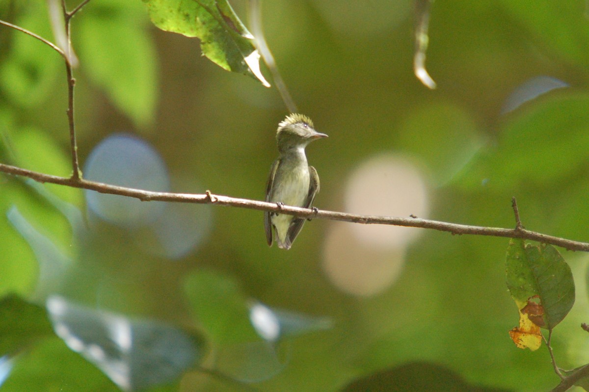 Tiny Tyrant-Manakin - ML642359478
