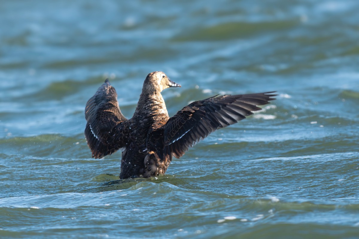 King Eider - ML642359489