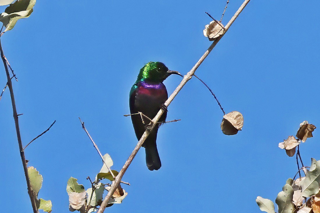 Purple-banded Sunbird - ML642359490
