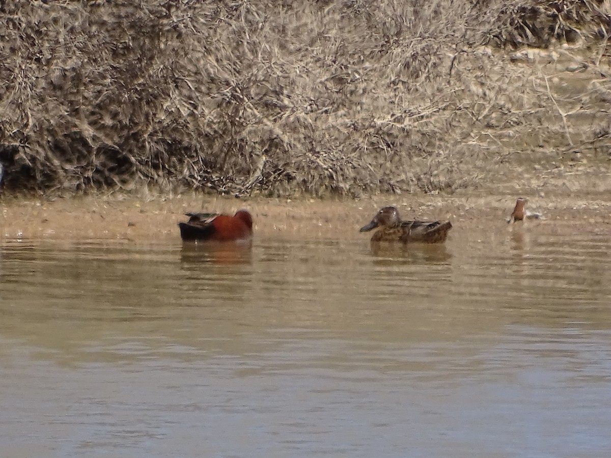 Animals - ML642359492