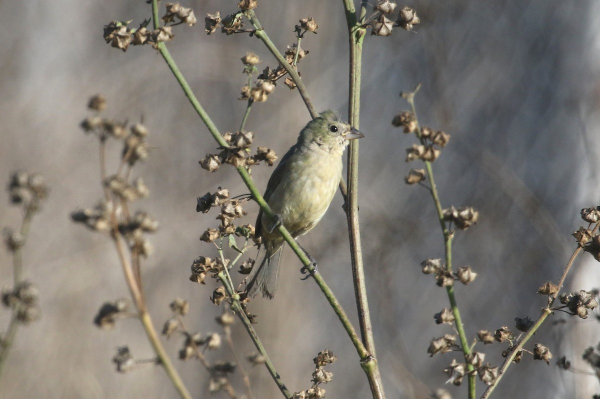 Painted Bunting - ML642359497