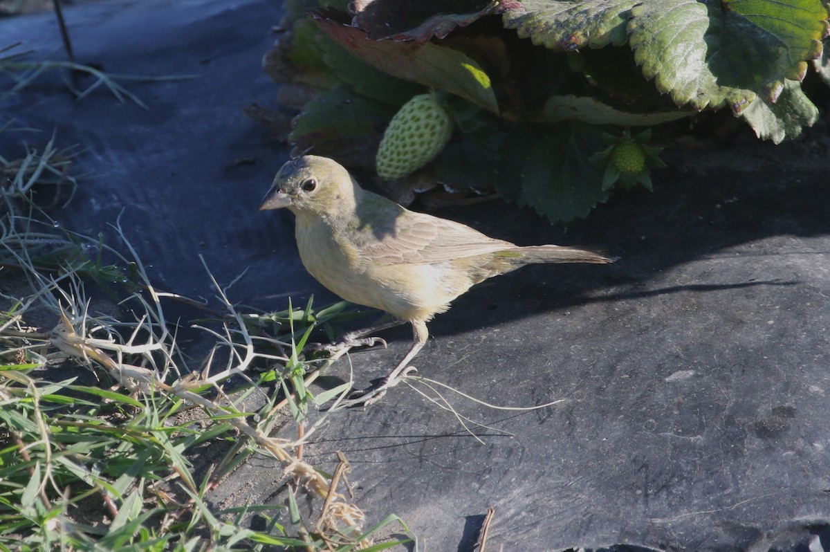 Painted Bunting - ML642359498