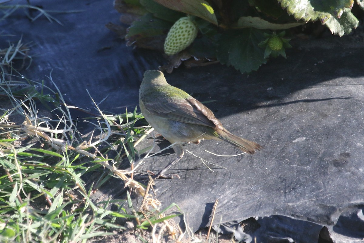 Painted Bunting - ML642359499