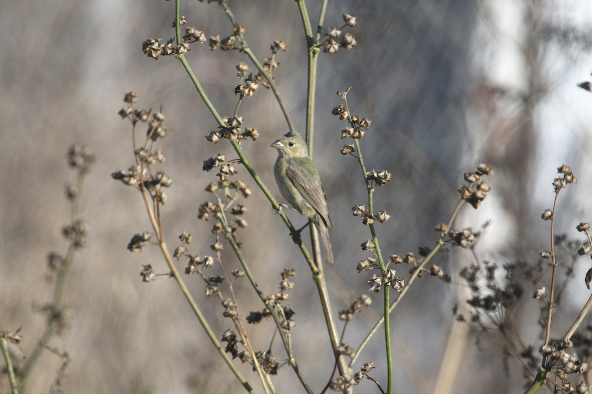 Painted Bunting - ML642359500