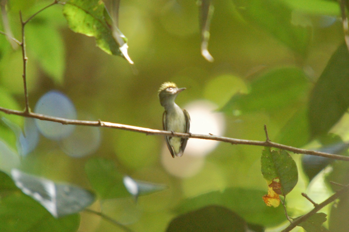 Tiny Tyrant-Manakin - ML642359501